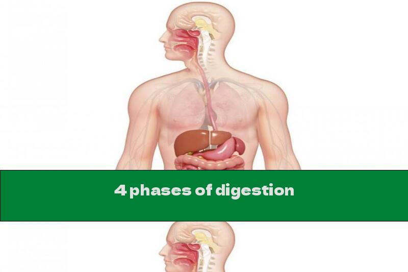 4 phases of digestion