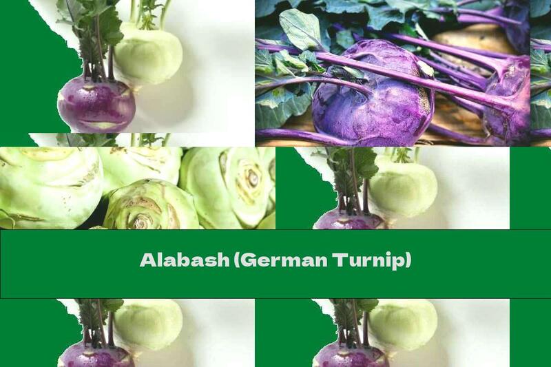 Alabash (German Turnip)