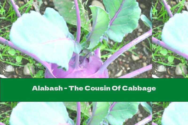 Alabash - The Cousin Of Cabbage