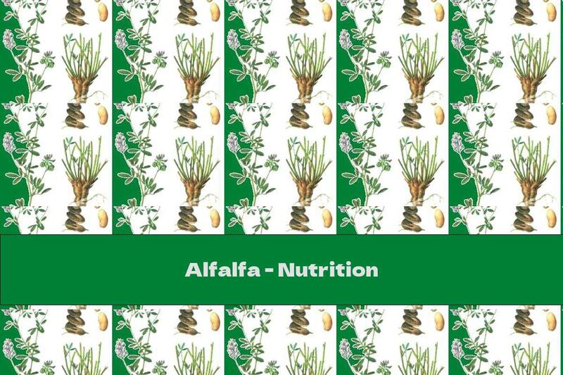 Alfalfa - Nutrition