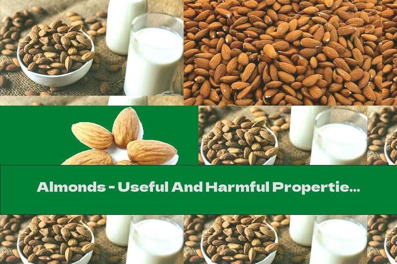 Almonds - Useful And Harmful Properties