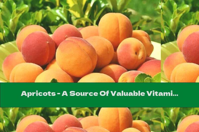 Apricots - A Source Of Valuable Vitamins