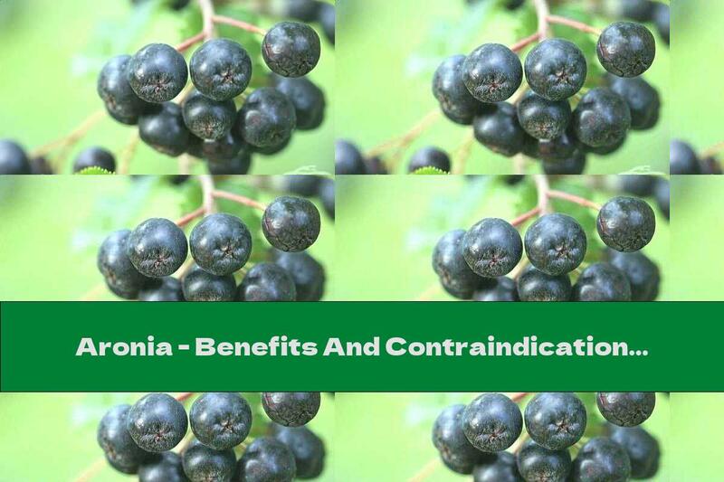 Aronia - Benefits And Contraindications