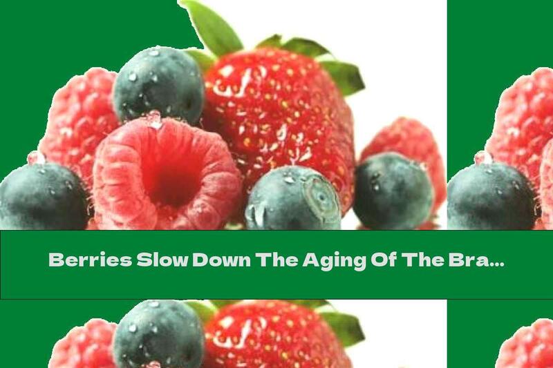 Berries Slow Down The Aging Of The Brain