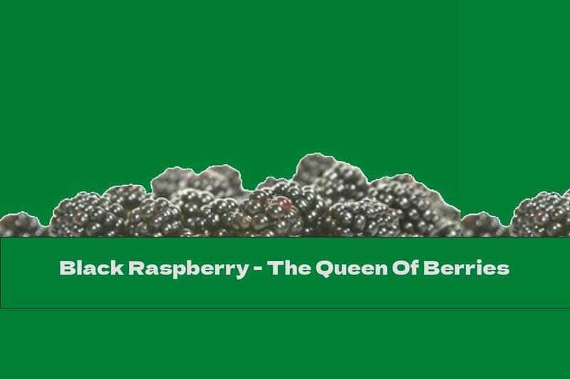 Black Raspberry - The Queen Of Berries