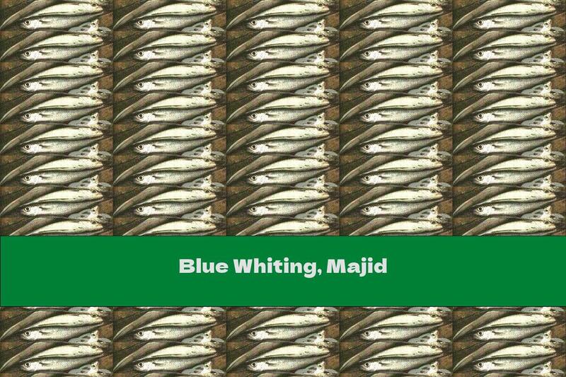 Blue Whiting, Majid