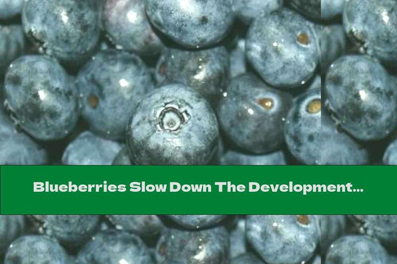 Blueberries Slow Down The Development Of Liver Fibrosis