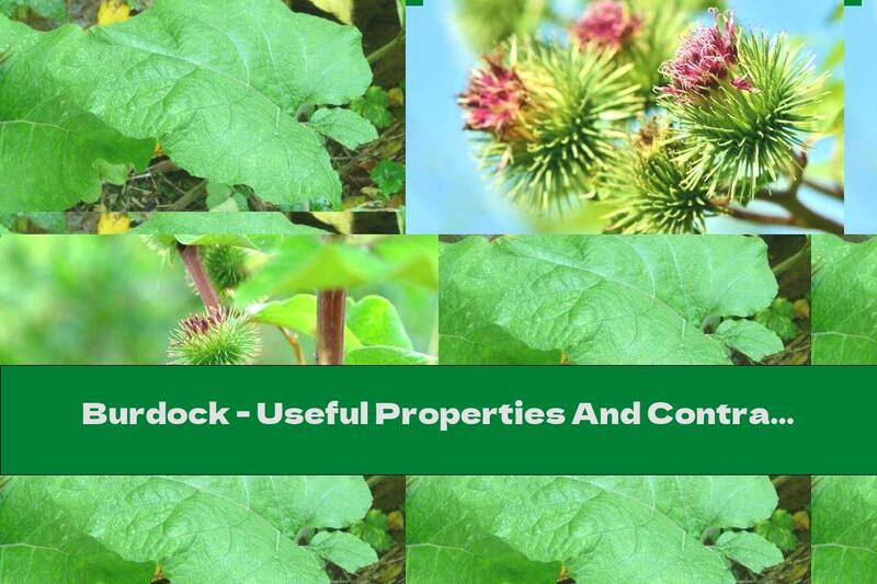 Burdock - Useful Properties And Contraindications