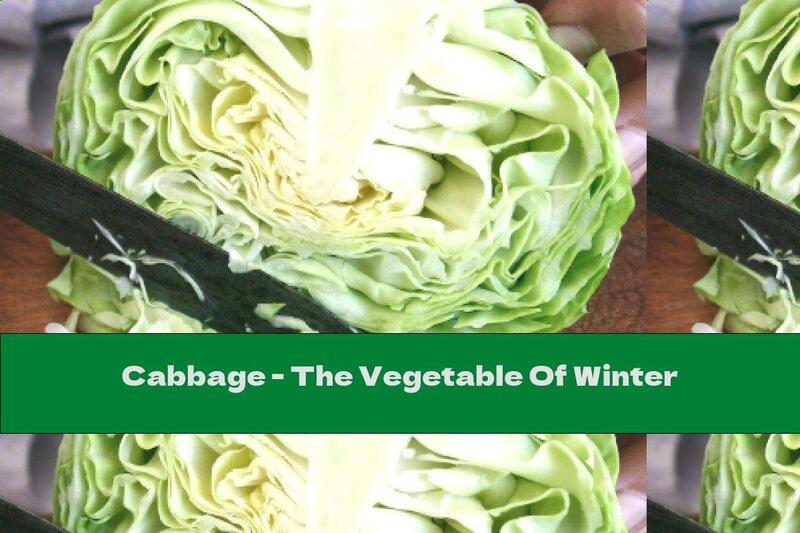 Cabbage - The Vegetable Of Winter
