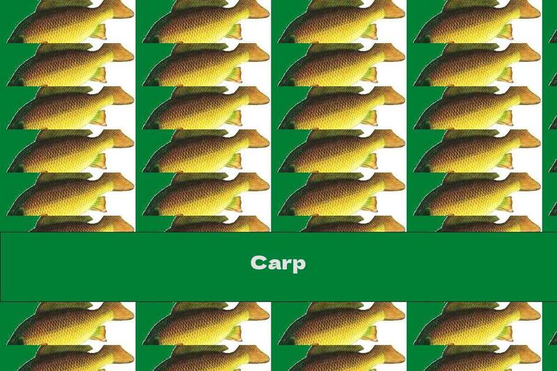 Carp