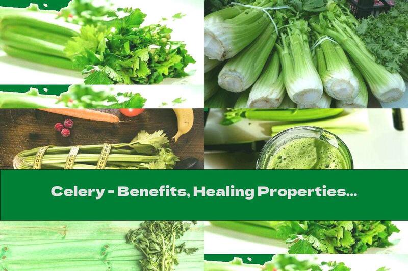 Celery - Benefits, Healing Properties And Contraindications
