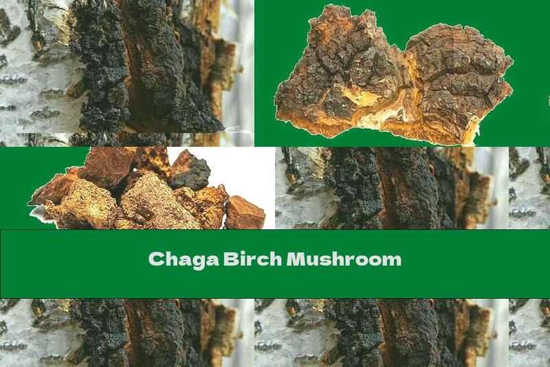 Chaga Birch Mushroom