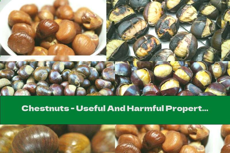 Chestnuts - Useful And Harmful Properties