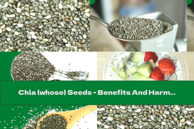 Chia (whose) Seeds - Benefits And Harms
