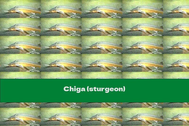 Chiga (sturgeon)