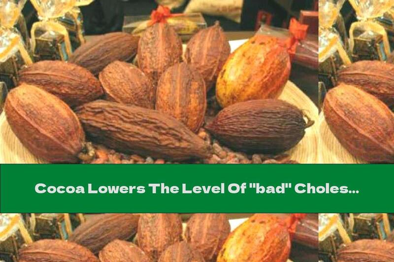 Cocoa Lowers The Level Of "bad" Cholesterol