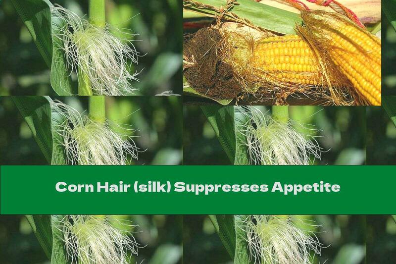 Corn Hair (silk) Suppresses Appetite