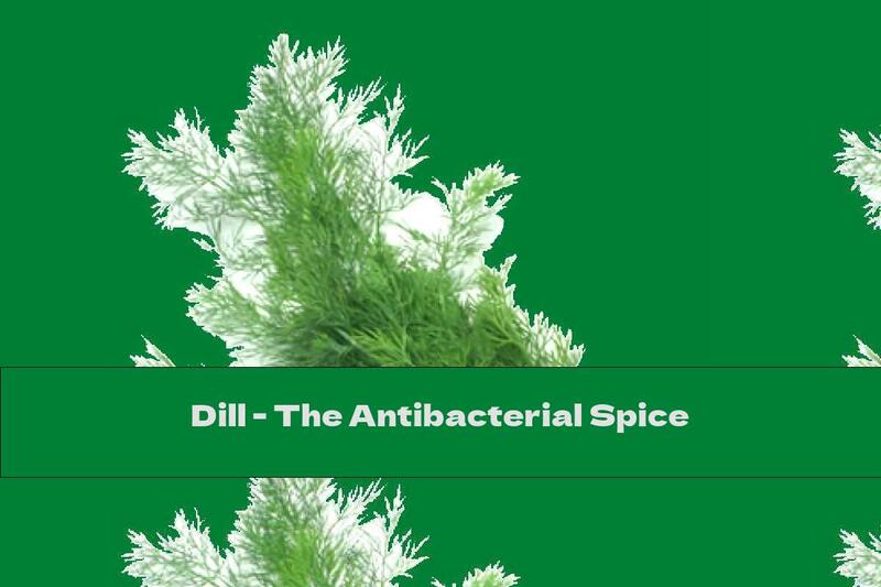 Dill - The Antibacterial Spice