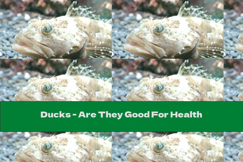 Ducks - Are They Good For Health