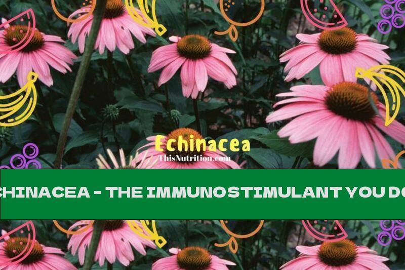 ECHINACEA – THE IMMUNOSTIMULANT YOU DON’T KNOW