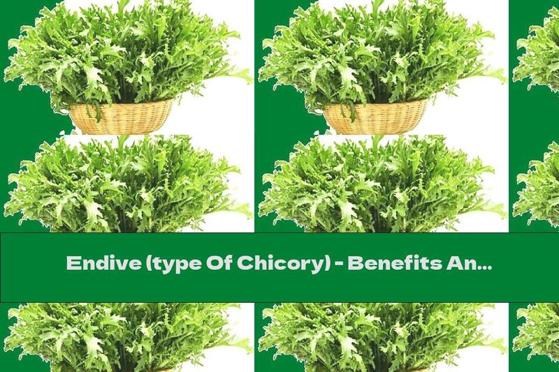 Endive (type Of Chicory) - Benefits And Harms