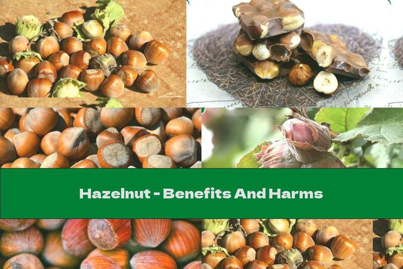 Hazelnut - Benefits And Harms