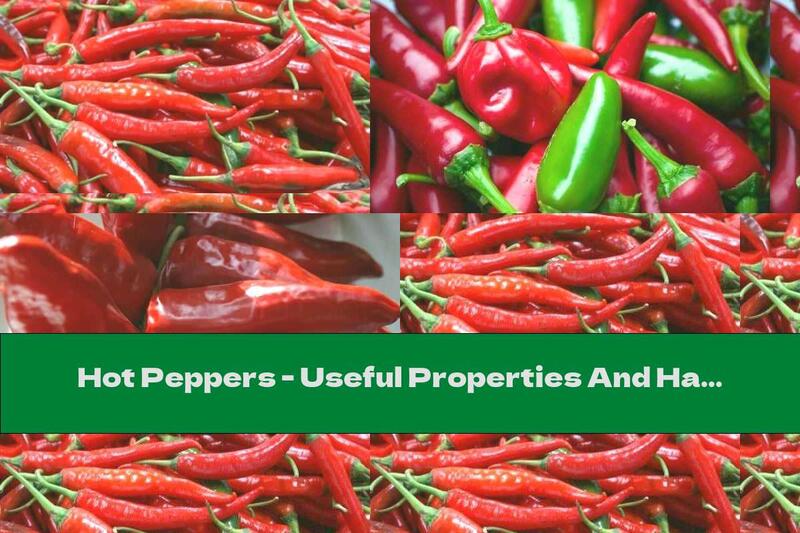 Hot Peppers - Useful Properties And Harms