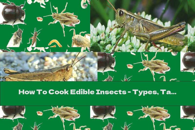 How To Cook Edible Insects - Types, Tastes And Health Benefits - Recipe