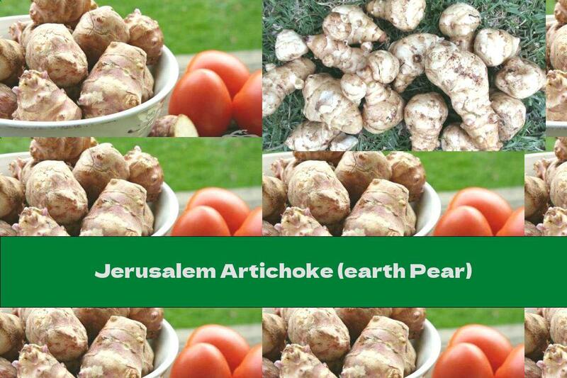 Jerusalem Artichoke (earth Pear)
