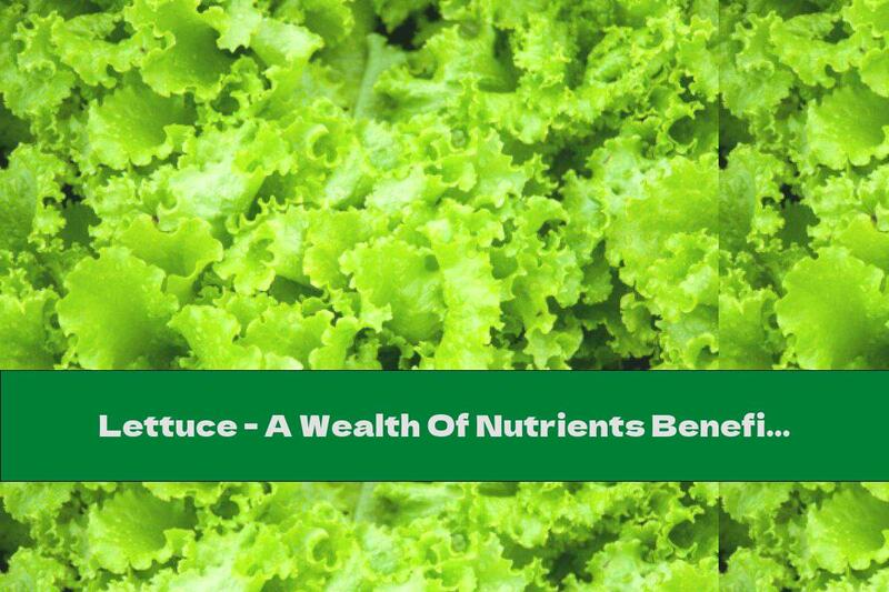 Lettuce - A Wealth Of Nutrients Beneficial To Health