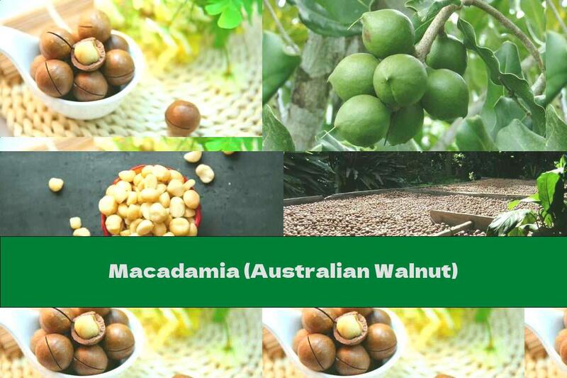 Macadamia (Australian Walnut)