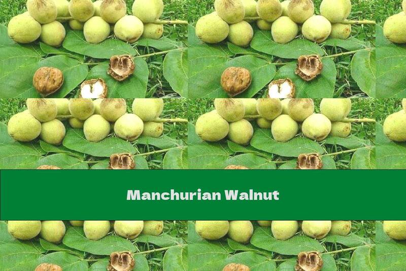 Manchurian Walnut