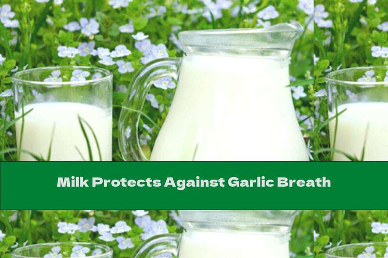 Milk Protects Against Garlic Breath