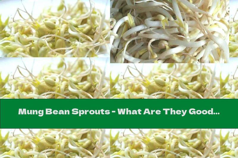 Mung Bean Sprouts - What Are They Good For