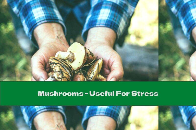 Mushrooms - Useful For Stress