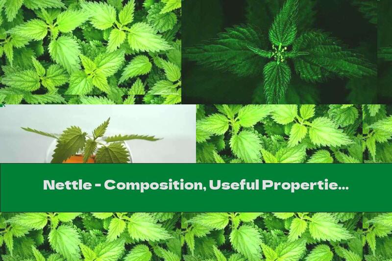 Nettle - Composition, Useful Properties And Side Effects