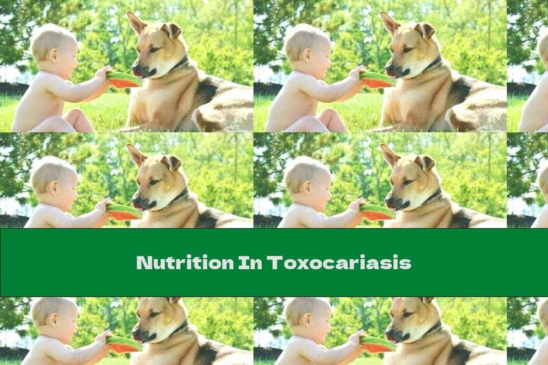 Nutrition In Toxocariasis