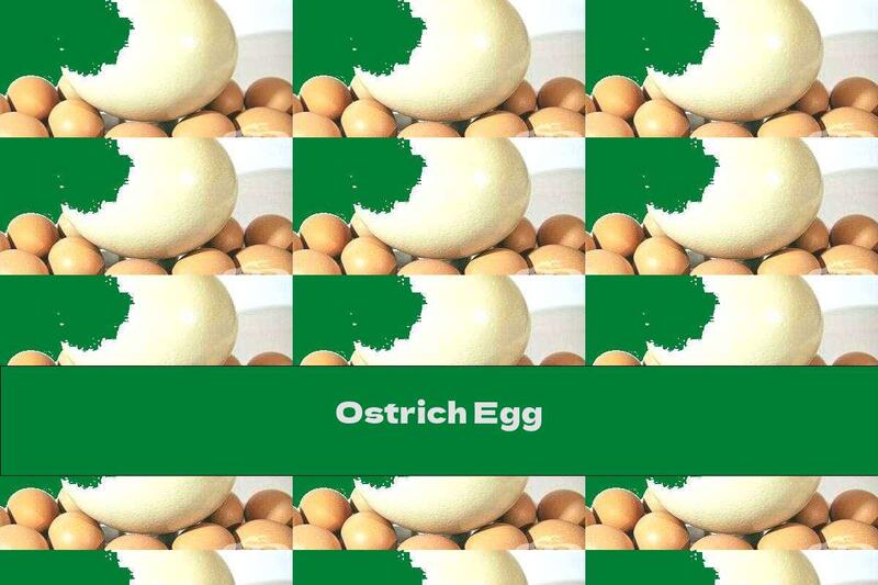 Ostrich Egg
