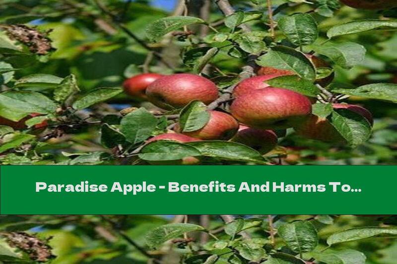 Paradise Apple - Benefits And Harms To Health