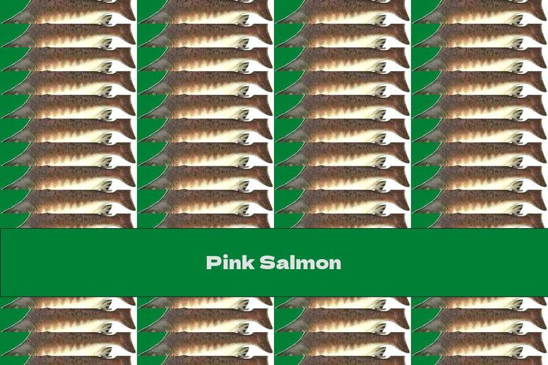 Pink Salmon