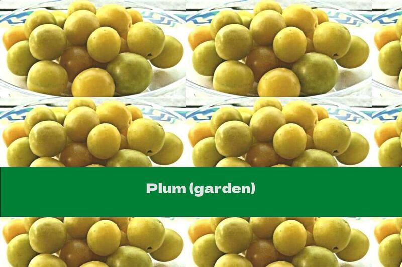 Plum (garden)
