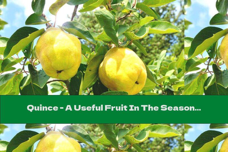 Quince - A Useful Fruit In The Season Of Viruses And More