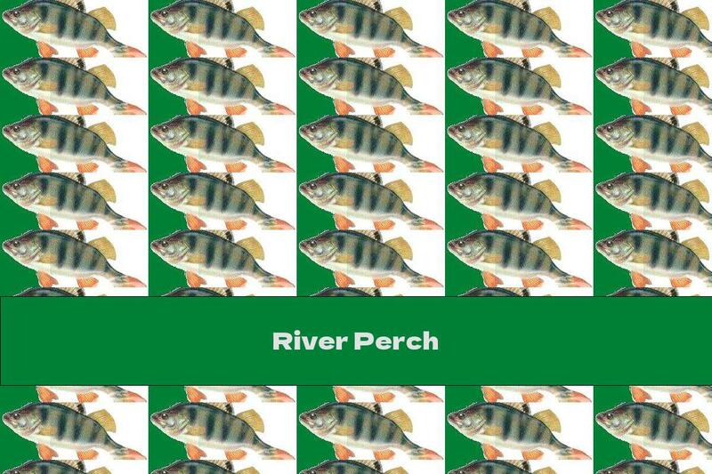 River Perch