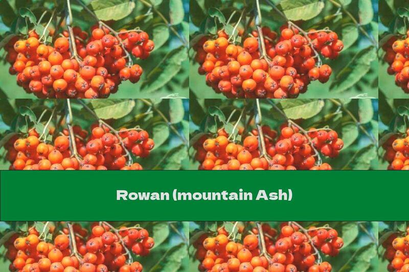 Rowan (mountain Ash)