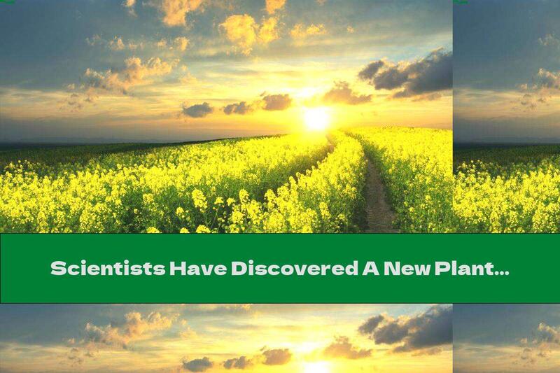 Scientists Have Discovered A New Plant Source Of Protein