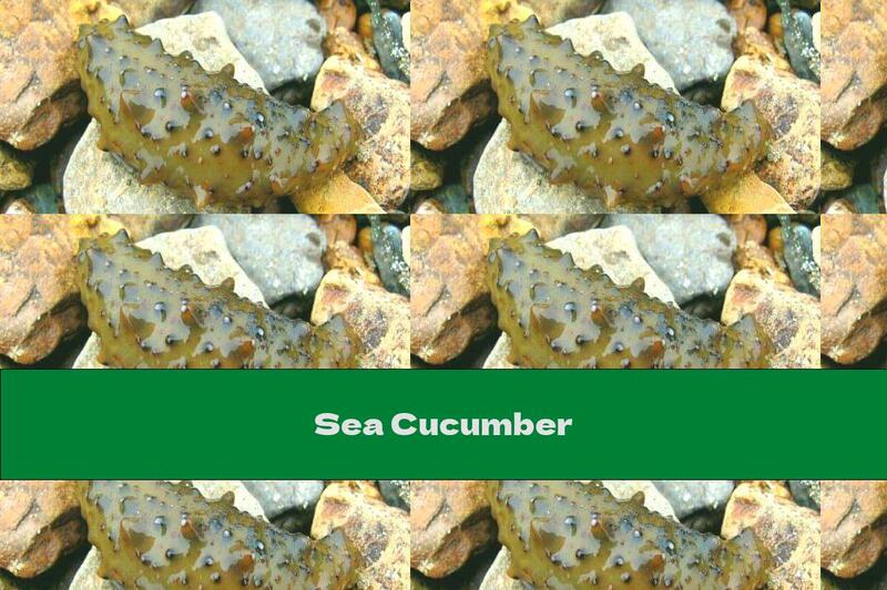 Sea Cucumber