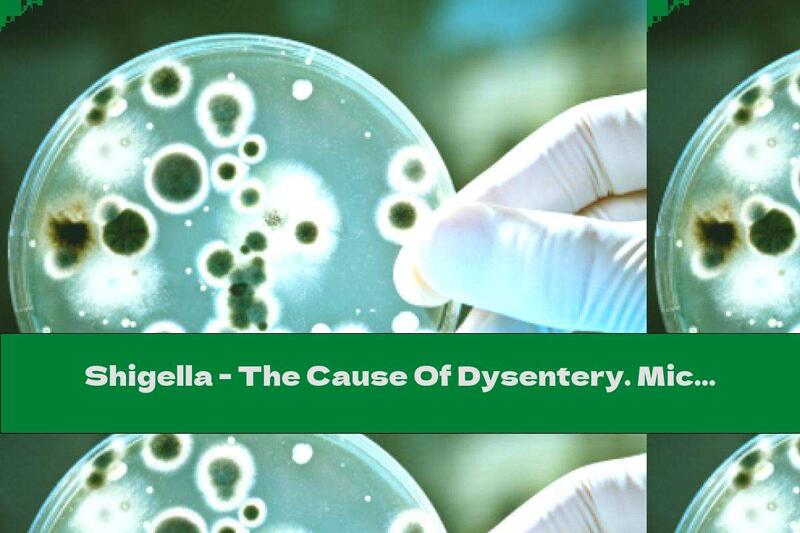 Shigella - The Cause Of Dysentery. Microbiology