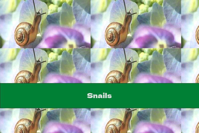 Snails
