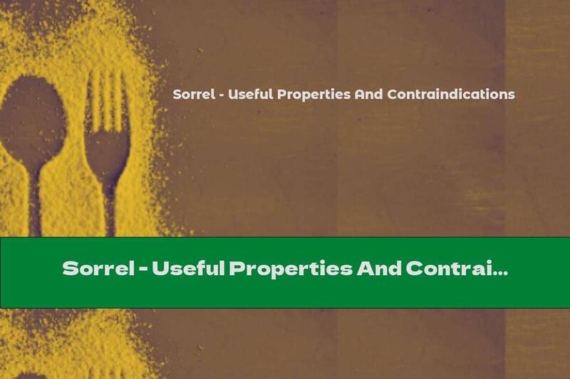 Sorrel - Useful Properties And Contraindications