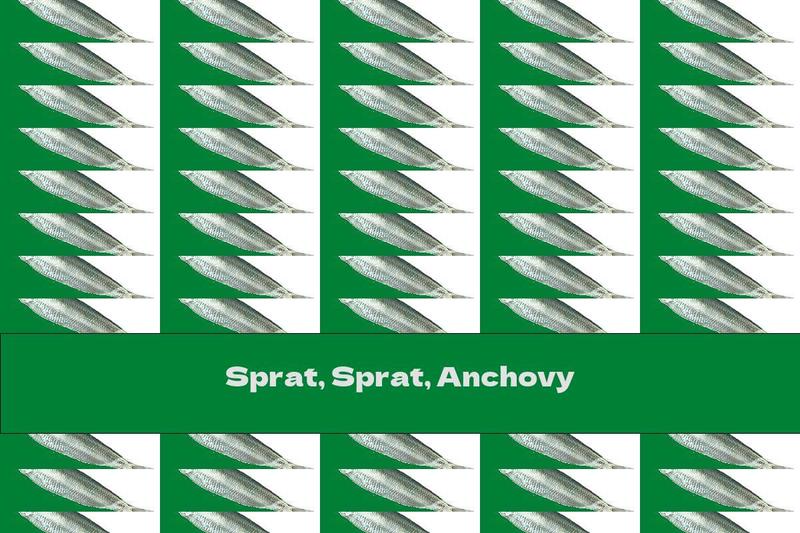 Sprat, Sprat, Anchovy